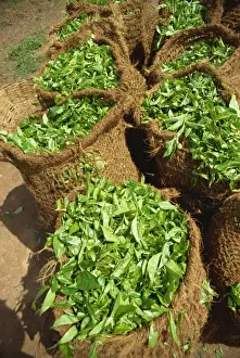 Sri Lanka Prints: Close-up of sacks of freshly picked tea near Nuwara Eliya in Sri Lanka, Asia