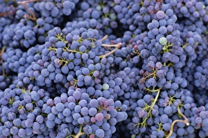 Greve Prints: Close-up of Sangiovese grapes for Chianti