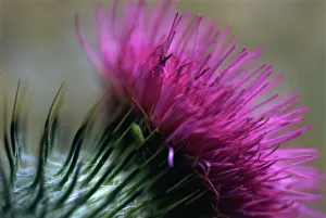 Symbol Prints: Close-up of a Scottish thistle flower