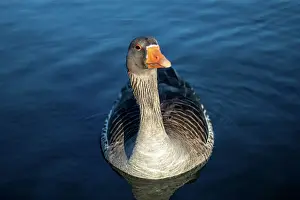 Feathered Prints: Close-up of a serene goose floating on calm blue water with a clear view of its detailed plumage and bright orange beak
