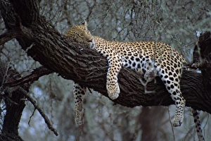 Kruger Prints: Close-up of a single leopard ( Panthera pardus )