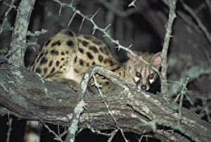 Kruger Prints: Close-up of a single small spotted genet