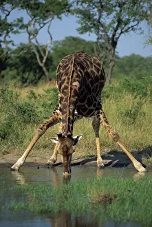 Close-up of a single southern giraffe (Giraffa camelopardalis)