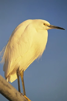 Santa Barbara Prints: Close-up of a snowy egret bird