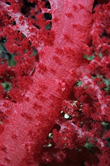 Close-up of soft coral, off Sharm el-Sheikh, Sinai, Red Sea, Egypt, North Africa, Africa