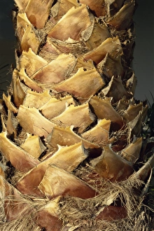 La Gomera Prints: Close-up of stem of palm tree, Santiago, La Gomera, Canary Islands, Spain, Europe