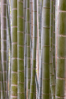 Arranging Prints: Close-up of stems