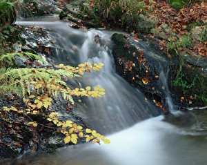 Close-up of stream cascading over rocks in autumn in Scotland, United Kingdom, Europe