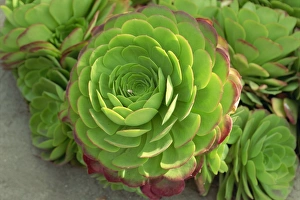 Succulent Prints: Close-up of succulent plant