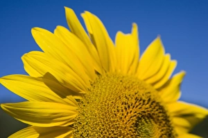 Close-up of sunflower