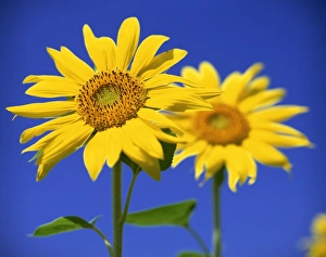 Close-up of sunflower in a field of flowers