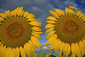 Close-up of two sunflower heads in the Spanish sun