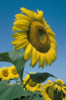 Sun Flower Prints: Close-up of sunflowers