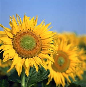 Sun Flower Prints: Close-up of sunflowers in Italy