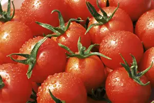 Salad Prints: Close-up of tomatoes, England, United Kingdom, Europe