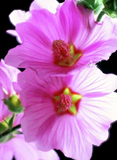 Two Objects Prints: Close-up of tree mallow flowers (Lavatera olbia)