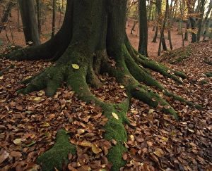Buckingham Shire Prints: Close-up of tree roots and autumn (fall) foliage, in woodland, Burnham Beeches