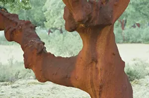 Old Castile Prints: Close-up of the trunk and branch of a cork oak tree (quercus suber)