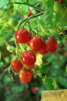 Healthy Food Collection: Close-up of a truss of red and ripening vine tomatoes on a tomato plant