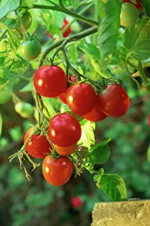 Generic Location Prints: Close-up of a truss of red and ripening vine tomatoes on a tomato plant