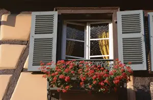 Typical Prints: Close-up of typical window with blue shutters and windowbox full of geraniums