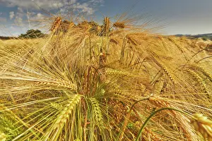 Farmers Prints: Close-up view of barley reaching maturity in a field in Devon