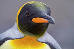 Beak Prints: Close-up view of king penguin head at breeding colony in Fortuna Bay