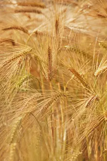 Produce Prints: Close-up view of nearly-ripe barley in a field near Teignmouth, Devon in late summer