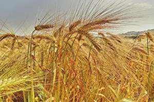 Time Prints: Close-up view of nearly ripe barley in a field showing grain heads in sunlight near Teignmouth in Devon