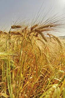 Time Prints: Close-up view of nearly-ripe barley in a field during summer in Great Britain