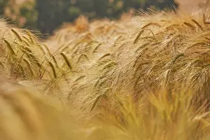 Time Prints: Close-up view of nearly-ripe barley in a field during summer near Teignmouth in Devon