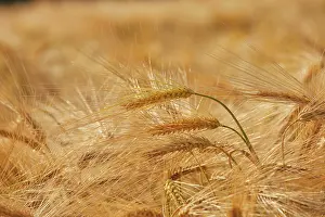 Sustainable Prints: Close-up view of nearly-ripe barley in a field by Teignmouth in Great Britain during summer