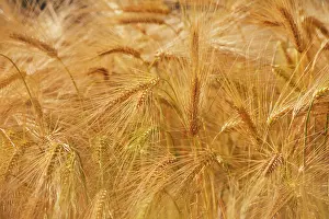 Time Prints: Close-up view of nearly ripe barley ready for harvest in a field in Devon during the growing season