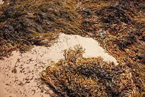 Organic Prints: Close-up view of seaweed and sand patterns on Plage du Mole captures coastal textures in Brittany