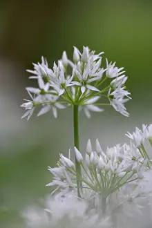 Purity Prints: Close-up of wild garlic flower (ramson) (Allium ursinum), Lancashire, England