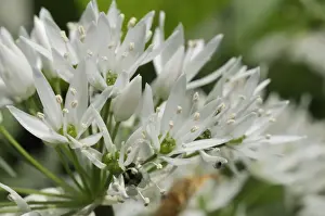 Liliaceae Prints: Close-up of wild garlic (ramsons) (Allium ursinum) carpeting woodland floor