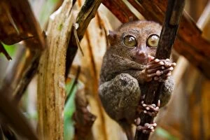 Close-up of the worlds smallest primate the tarsier (Tarsius Syrichta)