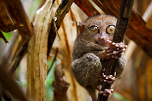 Images Dated 2nd April 2008: Close-up of the worlds smallest primate the tarsier (Tarsius Syrichta)