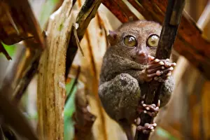 Close-up of the worlds smallest primate the tarsier (Tarsius Syrichta)