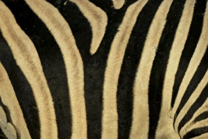 Stripe Prints: Close-up of zebra skin