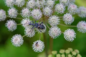 Amazing Prints: A close up view of a beetle on hogweed (Heracleum spp) found in the Solovetsky Islands