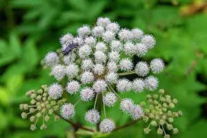 Rare Prints: A close up view of a beetle on hogweed (Heracleum spp) found in the Solovetsky Islands