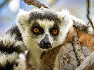 Bright Prints: Close view of ring-tailed lemurs in Madagascar reveals unique features and colors
