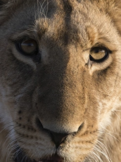 Typically African Prints: Close up view of a young lion (Panthera leo), Botswana, Africa