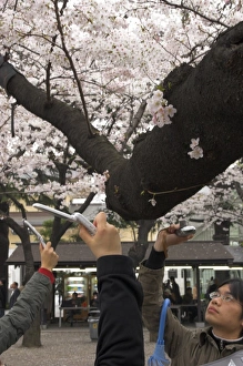 Cherry Blossom Prints: Close up of visitors hands holding mobile phone cameras