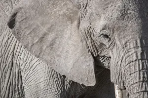 Wrinkled Prints: Closeup of an elephant in Amboseli National Park, Kenya, East Africa, Africa