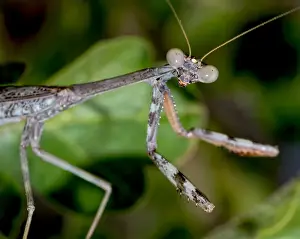 Male Animal Prints: Closeup of a male Praying Mantis native to Arizona on the hunt for a female, Arizona