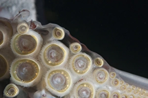 Closeup of suckers and teeth rings on the tentacles of Humboldt (Jumbo) squid (Dosidicus gigas), Gulf of California, Baja California, Mexico, North America Closeup of suckers and teeth rings on the tentacles of Humboldt (Jumbo) squid (Dosidicus gigas), Gulf of California, Baja California, Mexico, North America