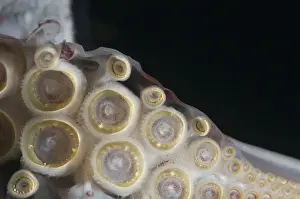 Mollusc Prints: Closeup of suckers and teeth rings on the tentacles of Humboldt (Jumbo) squid (Dosidicus gigas)