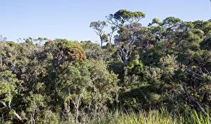 Dense Prints: Cloud forest environment Horton Plains National Park, Sri Lanka, Asia
